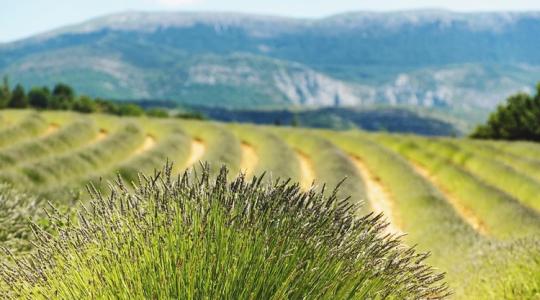 Agráróriás születik – több ágazatban is meghatározó szereplő lesz