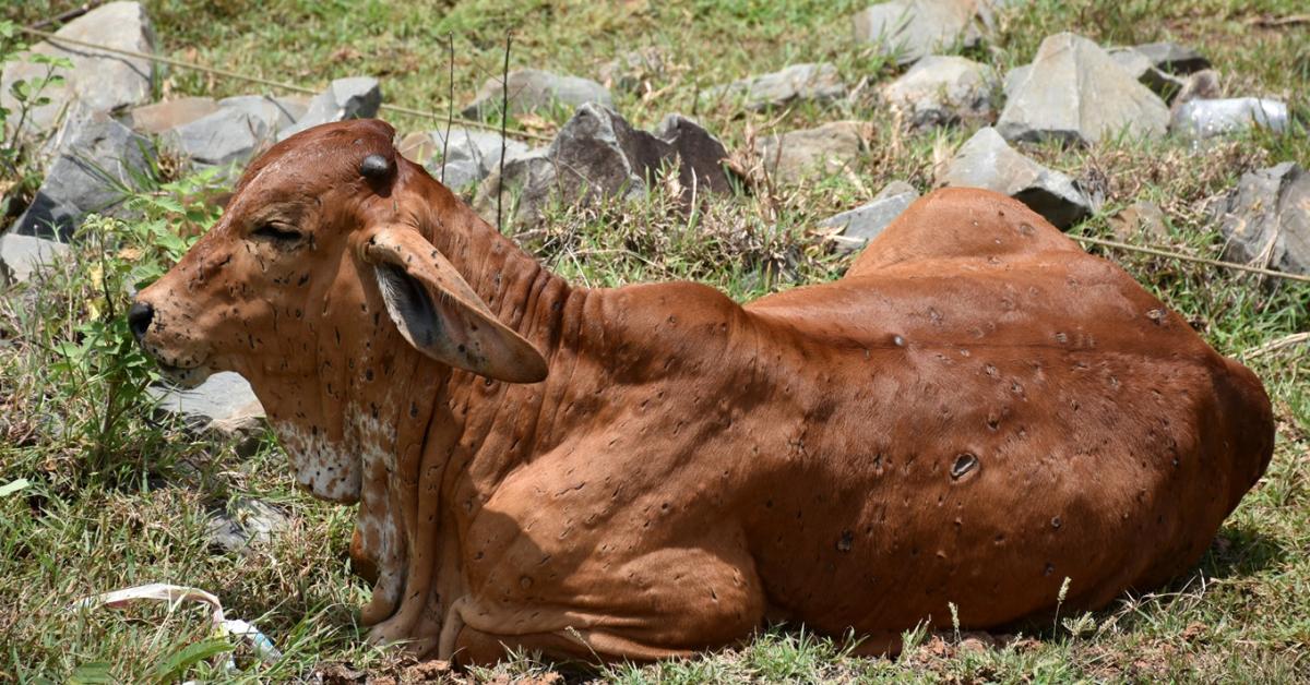 Szarvarmarhák se ki, se be: radikális intézkedések a bőrcsomósodáskór miatt