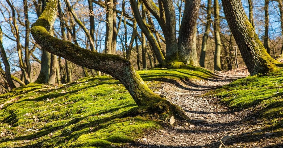 Különleges trófeájú gímbikát ejtettek el Tolnában +FOTÓ