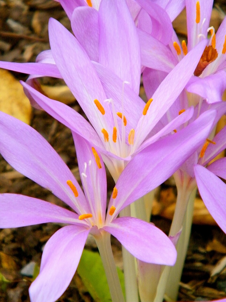 kikerics