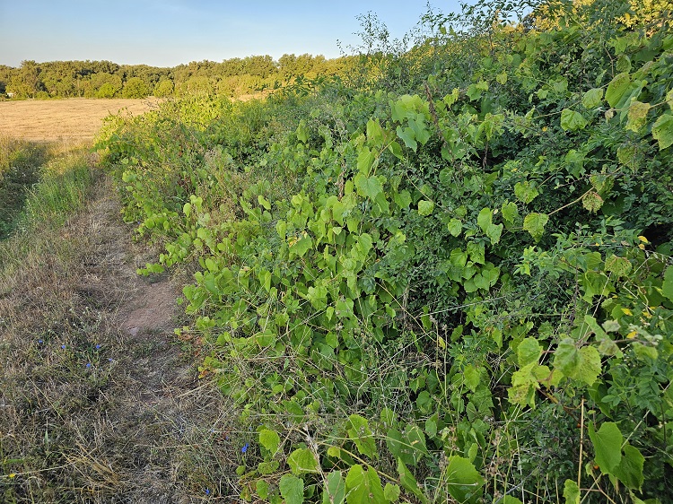 szőlő