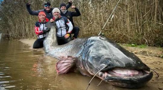 Világrekord! Gigantikus harcsát fogtak Lengyelországban