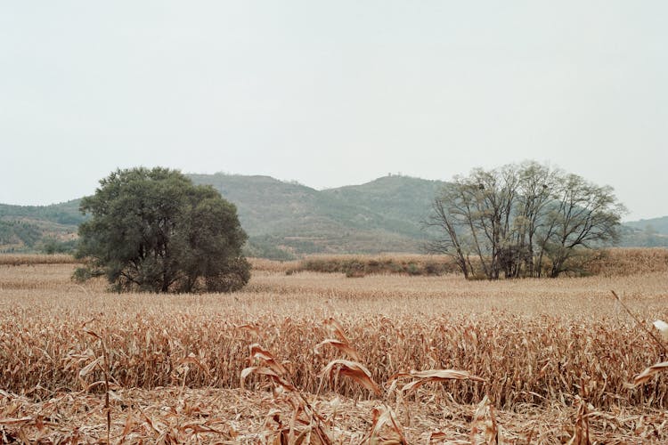 kukorica