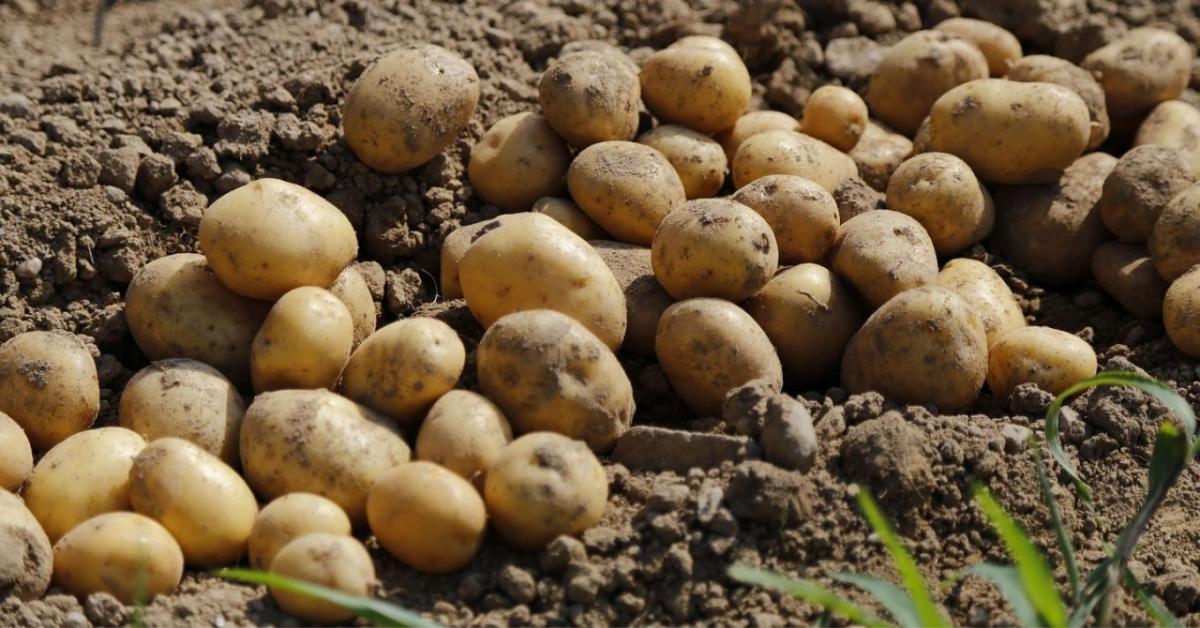 Még a földben a termés: csúszik a betakarítás, nő az ár