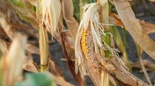 Aszály, járványok és klímaváltozás – fordulóponthoz érkezett az agrárium