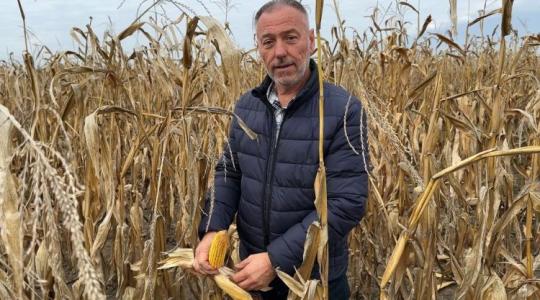 Az LG 31.350 Danubia: új kukoricahibrid, amely nehéz évben is megmutatta erejét – Gazdariport Az LG 31.350 Danubia: új kukoricahibrid, amely nehéz évben is megmutatta erejét – Gazdariport