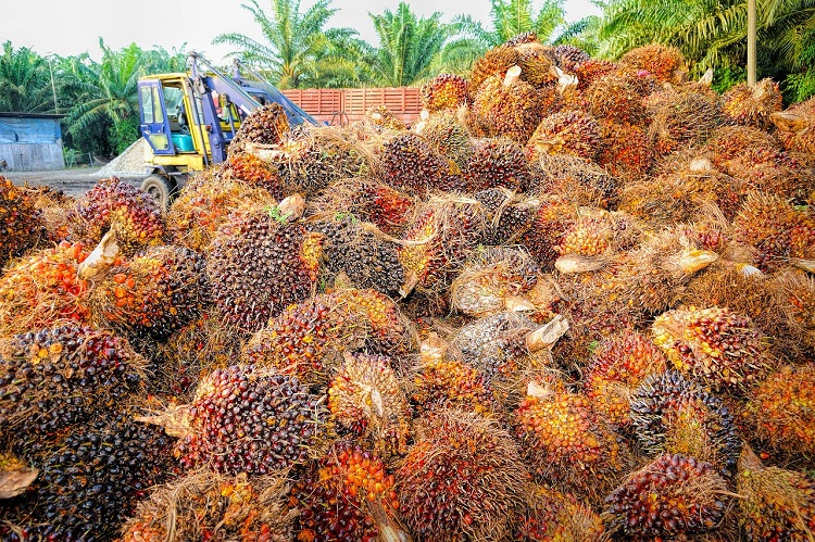 olaj