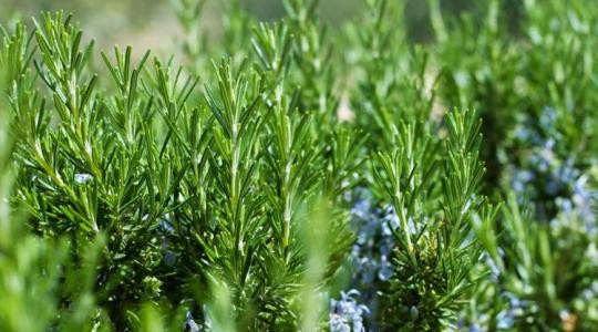 Meglepő, mennyire egyszerű a rozmaring szaporítása! Próbáld ki te is