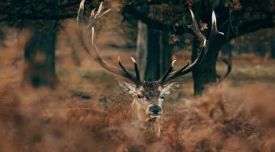 Szarvasfélék Magyarországon: fajok, élőhelyek és gazdasági jelentőségük