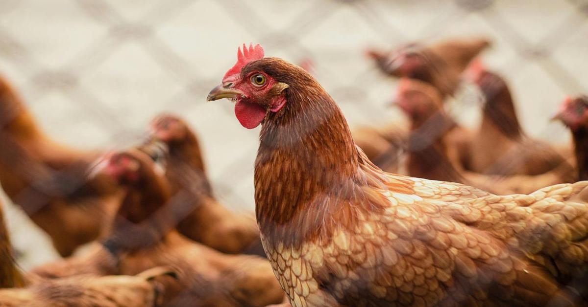 Berobbant a madárinfluenza Németországban