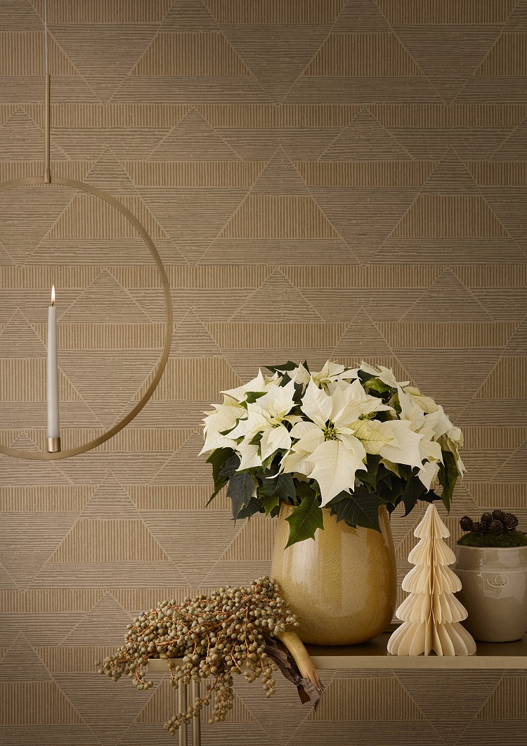 mikulásvirág mikulásvirág