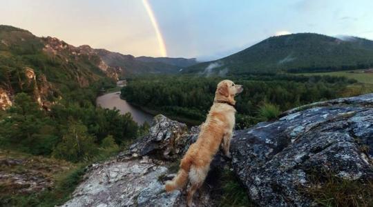 Mit látnak és mire figyelnek a kutyák?  Mit látnak és mire figyelnek a kutyák?