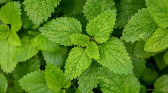 Ezt mindenképpen tudnod kell a citromfűteáról Ezt mindenképpen tudnod kell a citromfűteáról