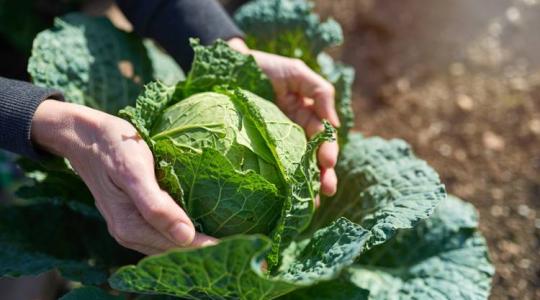 Kelkáposzta: termesztése, gondozása és felhasználása a magyar mezőgazdaságban