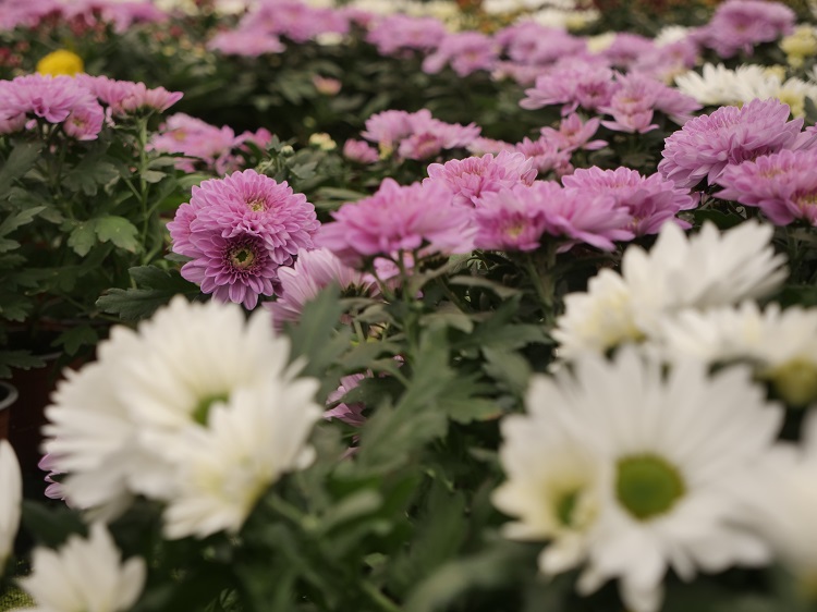 krizantém krizantém