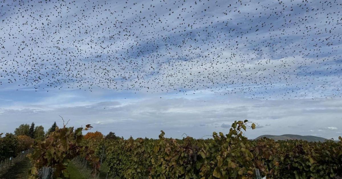Növényvédelmi előrejelzés: Pocok és seregély invázió!