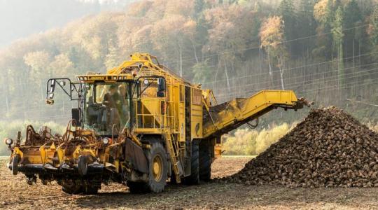 A magyar cukorrépa története – egy iparág felemelkedése, hanyatlása és újrakezdési esélye A magyar cukorrépa története – egy iparág felemelkedése, hanyatlása és újrakezdési esélye