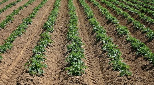 Autonóm burgonyarobot: új korszak kezdődik a növényvédelemben