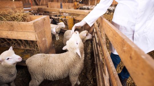 Okosan az antibiotikumokkal: a fenntartható állattenyésztés alapköve lesz ez a módszer Okosan az antibiotikumokkal: a fenntartható állattenyésztés alapköve lesz ez a módszer