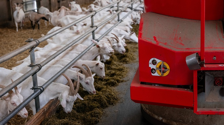 kecskefarm kecskefarm