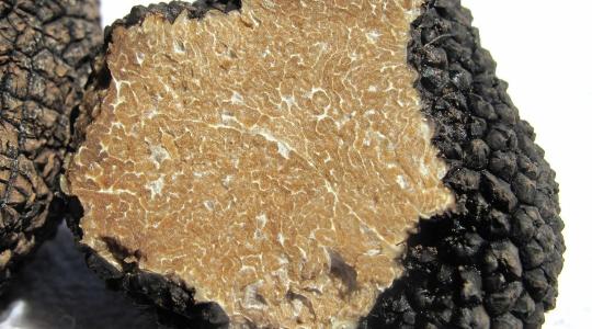 Botrány: Több tízezer kiló szarvasgombát termeltek ki illegálisan Romániában