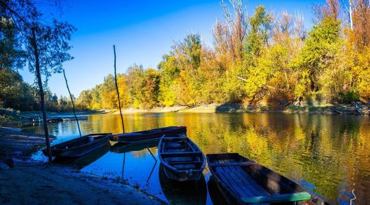 Jól érzik magukat a halak a Dunában – ritka fajokat is találtak Jól érzik magukat a halak a Dunában – ritka fajokat is találtak