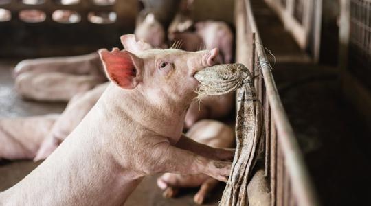 Egyre olcsóbb az egyik húsfajta – így változtak az élőállat- és húsárak október végére Egyre olcsóbb az egyik húsfajta – így változtak az élőállat- és húsárak október végére