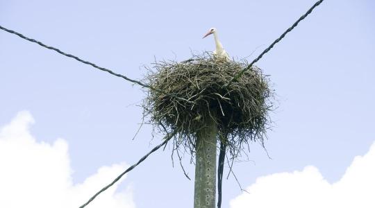 Törvénybe ütközhet a madarak költési idejében végzett munka Törvénybe ütközhet a madarak költési idejében végzett munka