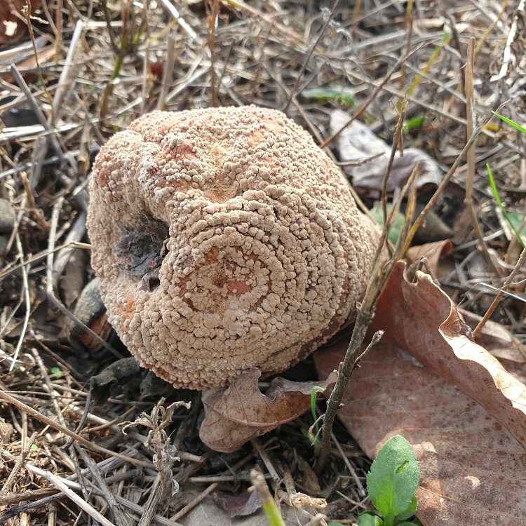 növényvédelem növényvédelem