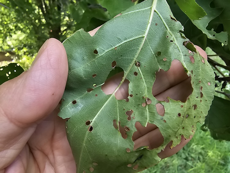 növényvédelem növényvédelem