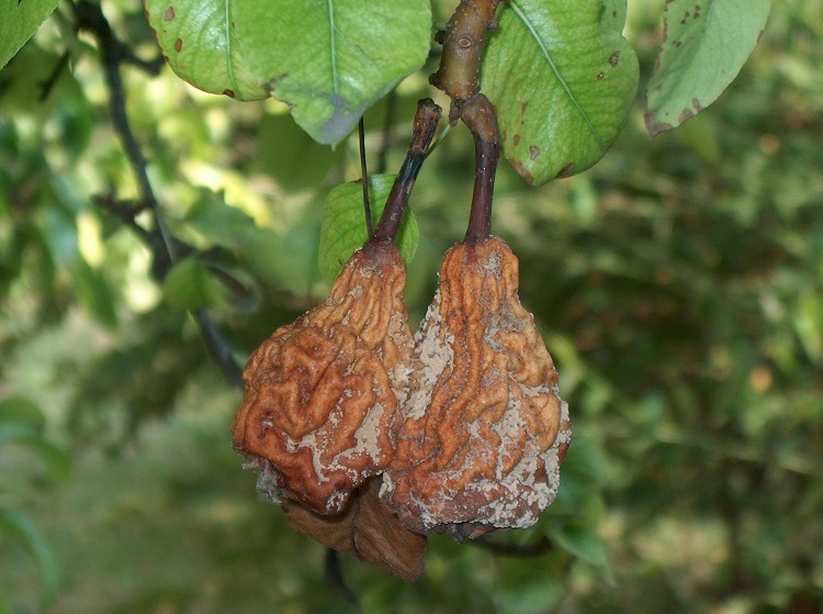 növényvédelem növényvédelem