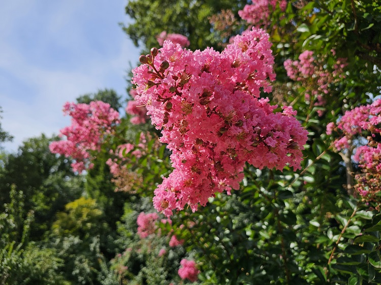 növényvédelem növényvédelem