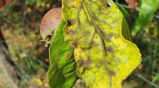 Itt az ideje az őszi lemosó permetezésnek – ne hagyjuk ki az utolsó nagy beavatkozást!
