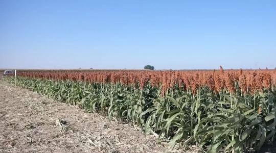Több termés, nagyobb biztonság, jobb talajszerkezet - Irányt mutat a KITE Zrt.!