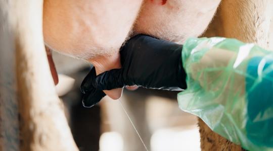 Ez az oka az egyre nehezebben kezelhető tőgygyulladásnak Ez az oka az egyre nehezebben kezelhető tőgygyulladásnak