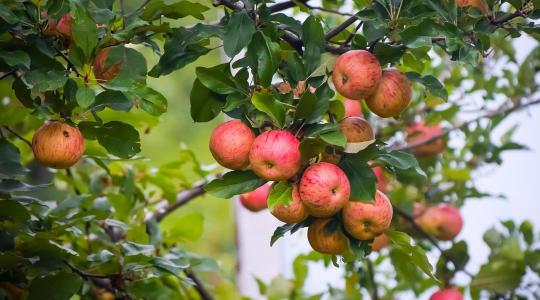 Visszafogott kereslettel és alacsonyabb árakkal indult az almapiac