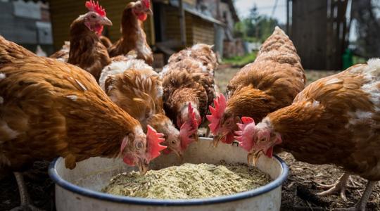 Tippek első kézből: ezt tedd a baromfiállománnyal, ha jön a járvány Tippek első kézből: ezt tedd a baromfiállománnyal, ha jön a járvány