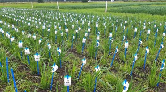 Át lehet írni a növénytermesztéstan szabályait +VIDEÓ Át lehet írni a növénytermesztéstan szabályait +VIDEÓ