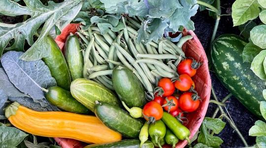 Kiskultúrás növényvédelem: az alapengedélyeké a jövő Kiskultúrás növényvédelem: az alapengedélyeké a jövő