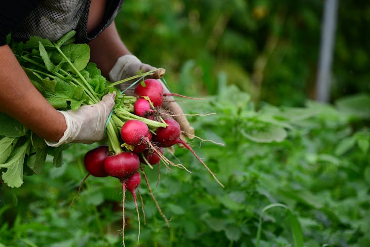 növényvédelem növényvédelem