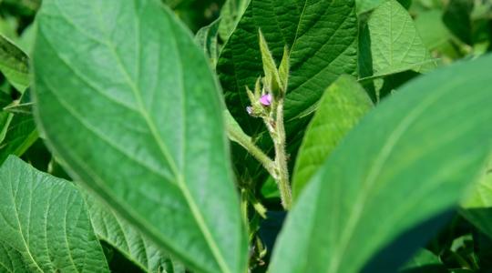 Direktvetéssel művelés nélkül is sikerülhet Direktvetéssel művelés nélkül is sikerülhet