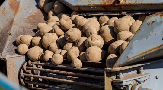 Burgonyamoly és forróság:  végveszélyben a magyar krumpli Burgonyamoly és forróság:  végveszélyben a magyar krumpli