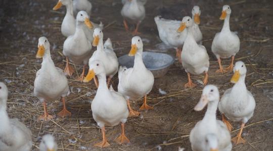 Azonnali felszámolás, szigorú intézkedések: megjelent hazánkban a madárinfluenza Azonnali felszámolás, szigorú intézkedések: megjelent hazánkban a madárinfluenza
