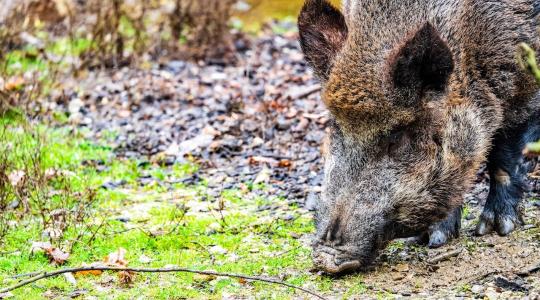 Ősszel nemcsak aratunk – jönnek a vadkárok is Ősszel nemcsak aratunk – jönnek a vadkárok is