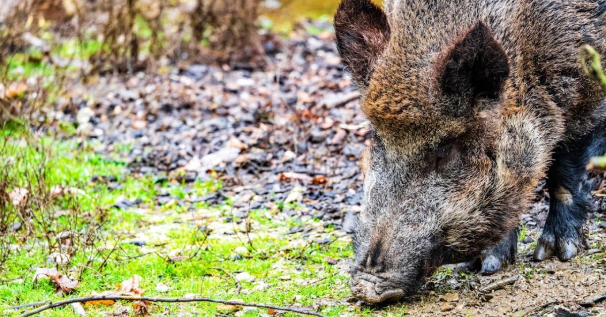 Ősszel nemcsak aratunk – jönnek a vadkárok is Ősszel nemcsak aratunk – jönnek a vadkárok is