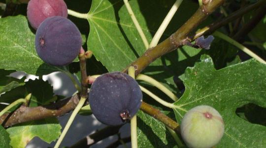 Mediterrán ízek itthon – A fügefa téli ápolása lépésről lépésre