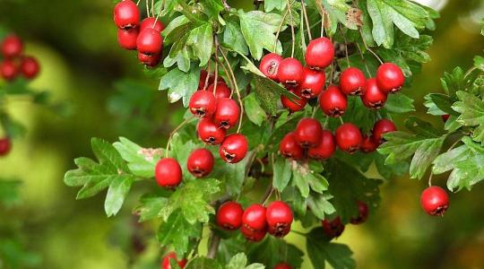 A galagonya csodája – természetes szíverősítő mellékhatások nélkül A galagonya csodája – természetes szíverősítő mellékhatások nélkül