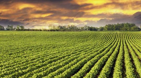 Tudatos stratégiával a szójatermesztés mellett – érdemes velük tartani... Tudatos stratégiával a szójatermesztés mellett – érdemes velük tartani...