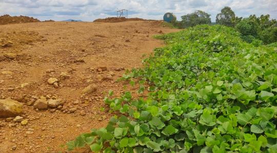 Talajtakarással spórolni: egyre népszerűbb ez a módszer