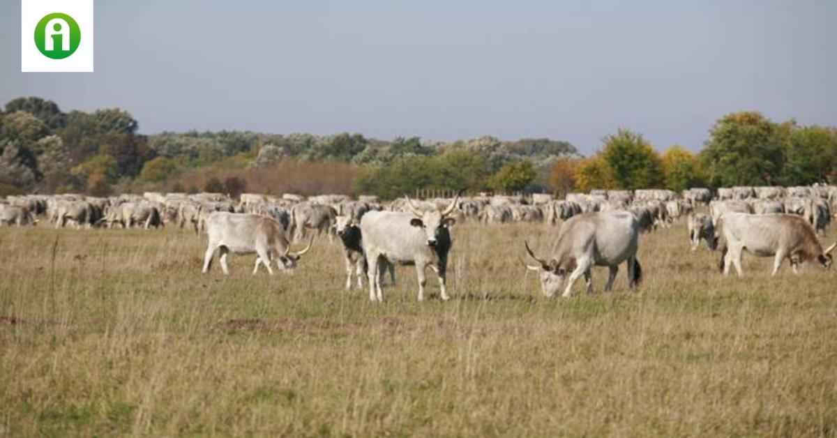 A magyar szürkemarha – a puszta legstílusosabb sztárja